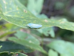 Gyponana octolineata