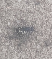Cicindela hirticollis