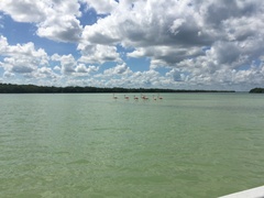 Phoenicopterus ruber