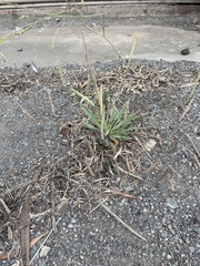 Plantago coronopus