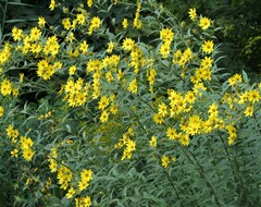 Helianthus strumosus