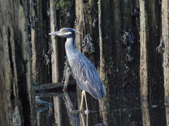 Nyctanassa violacea