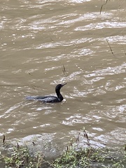 Phalacrocorax sulcirostris