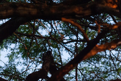 Myiodynastes luteiventris