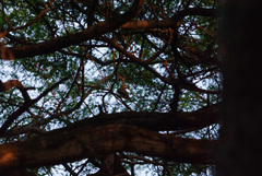 Myiodynastes luteiventris