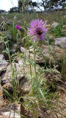 Galactites tomentosus