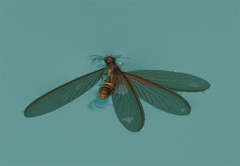 Reticulitermes hesperus