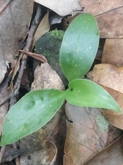 Goodyera macrophylla