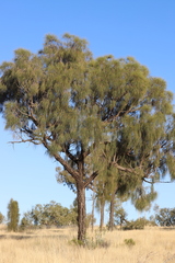 Allocasuarina decaisneana