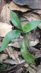 Goodyera macrophylla