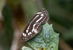 Neptis