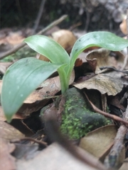 Goodyera macrophylla