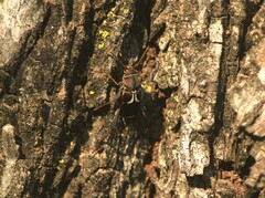 Neoclytus mucronatus