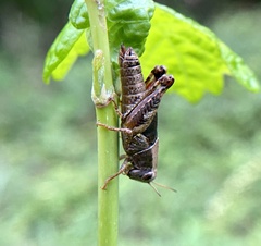 Melanoplinae
