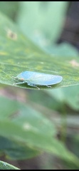 Gyponana octolineata