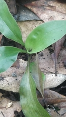 Goodyera macrophylla