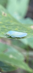 Gyponana octolineata