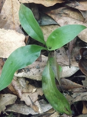 Goodyera macrophylla
