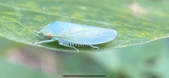 Gyponana octolineata