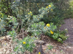 Genista linifolia