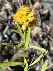 Solidago multiradiata