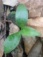 Goodyera macrophylla
