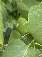 Gyponana octolineata