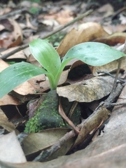Goodyera macrophylla