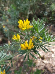 Genista linifolia
