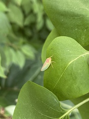 Gyponana octolineata