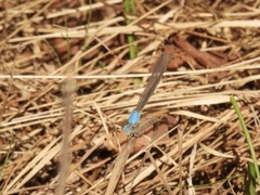 Argia apicalis