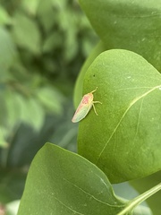 Gyponana octolineata