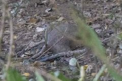 Crypturellus undulatus