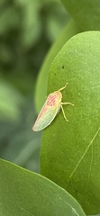 Gyponana octolineata