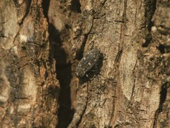 Chrysobothris femorata