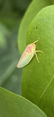Gyponana octolineata