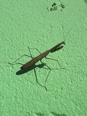 Statilia maculata