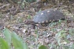 Chelonoidis carbonarius