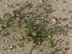 Euphorbia capitellata