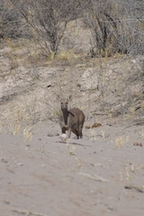 Mazama gouazoubira