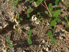 Euphorbia capitellata