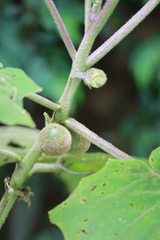 Solanum quitoense