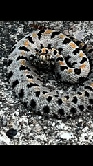 Sistrurus miliarius streckeri