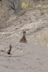 Mazama gouazoubira