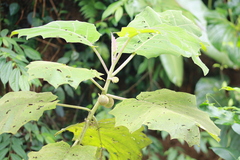 Solanum quitoense