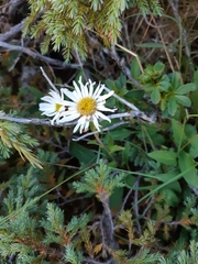 Aster takasagomontanus