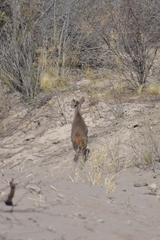 Mazama gouazoubira