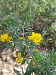 Genista linifolia