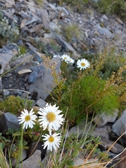Aster takasagomontanus