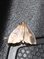 Perispasta caeculalis